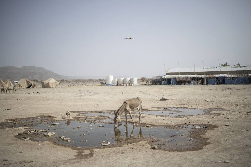 A donkey drinks from a puddle at the internally displaced persons (IDP) camp of Guyah, 100km of Semera, Afar region, Ethiopia on May 17, 2022. - AFP