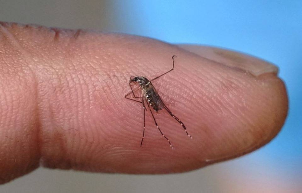 No Wolbachia-infected mosquitoes released in Negeri Sembilan - Health Ministry - Bernama Pix