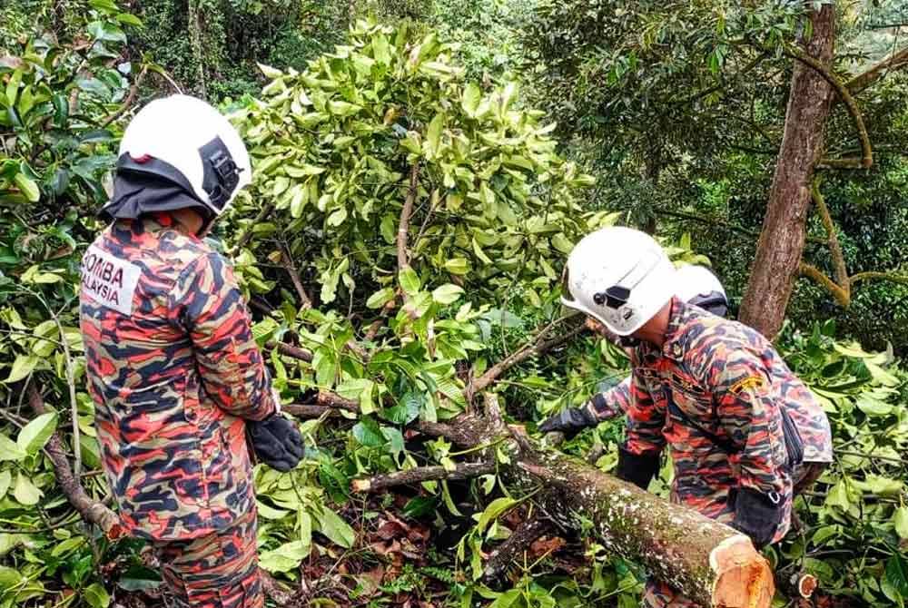 Firefighters cut parts of the tree to retrieve the victim. - Photo courtesy of JBPM.