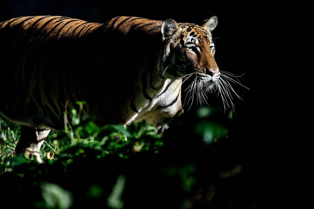 A Malayan Tiger's antics at Zoo Negara Malaysia. (BERNAMA PHOTO)